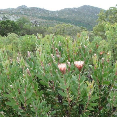 Protea lacticolor